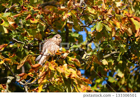 Female Common Kestrel perched on a tree branch in autumn Female Common Kestrel perched on a tree branch in autumn 133306501