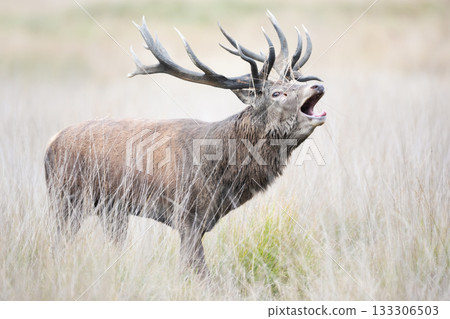 Portrait of a red deer stag roaring during rutting season in autumn Portrait of a red deer stag roaring during rutting season in autumn 133306503