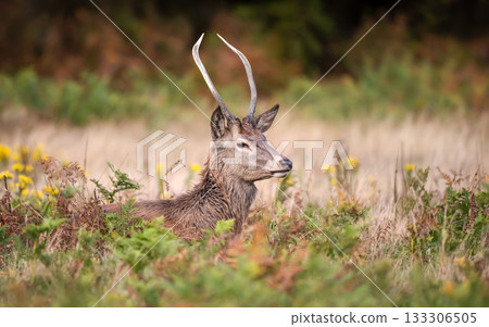 Young male Red deer stag lying among green and brown ferns in autumn meadow Young male Red deer stag lying among green and brown ferns in autumn meadow 133306505