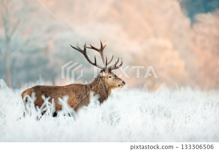 Majestic Red deer stag in frosty winter field Majestic Red deer stag in frosty winter field 133306506