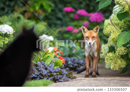 Wild urban Red fox stands on a flower garden path, looking toward a domestic black cat blurred in the foreground Wild urban Red fox stands on a flower garden path, looking toward a domestic black cat blurred in the foreground 133306507