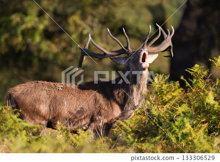 Powerful Red deer stag roaring during autumn rut Powerful Red deer stag roaring during autumn rut 133306529