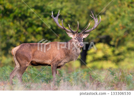 Red deer stag standing in green ferns in autumn Red deer stag standing in green ferns in autumn 133306530