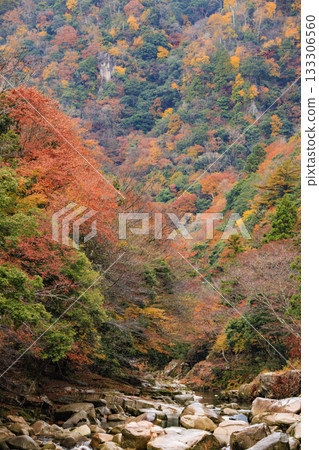 Okutsu Gorge at its best when the autumn leaves are in full bloom Okutsu Gorge at its best when the autumn leaves are in full bloom 133306560