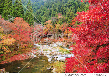 Okutsu Gorge at its best when the autumn leaves are in full bloom 133306567