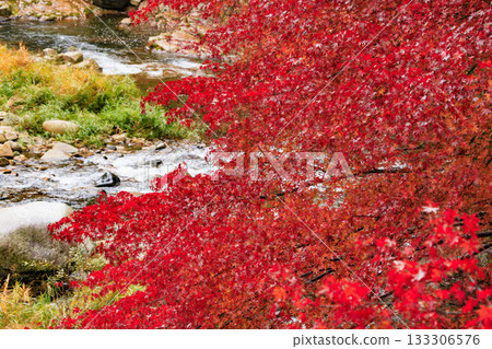 秋葉盛開時，奧津峽谷景色最迷人。 133306576