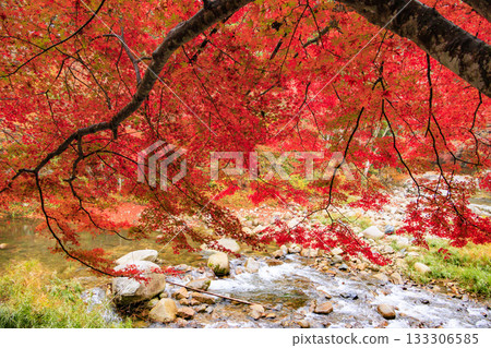 Okutsu Gorge at its best when the autumn leaves are in full bloom 133306585