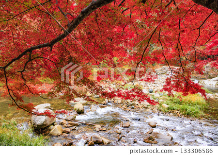 Okutsu Gorge at its best when the autumn leaves are in full bloom 133306586