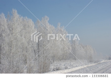 Russian birches in a winter forest. Several birches stand along the road. The birches are covered with frost and snow. The background is fog, a gray sky, a lot of snow on the birches Russian birches in a winter forest. Several birches stand along the road. The birches are covered with frost and snow. The background is fog, a gray sky, a lot of snow on the birches 133306681