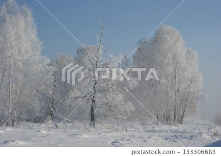 Russian birches in a winter forest. Several birches stand along the road. The birches are covered with frost and snow. The background is fog, a gray sky, a lot of snow on the birches, and frost. 133306683
