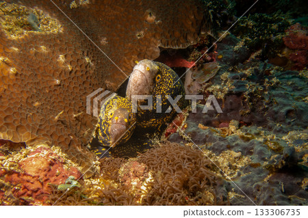 Two snowflake moray eels, Echidna nebulosa, peering out from a coral reef crevice by Verde Island Two snowflake moray eels, Echidna nebulosa, peering out from a coral reef crevice by Verde Island 133306735