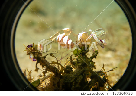 A super macro photo of a Holthuis cleaner shrimp, Ancylomenes holthuisi 133306736