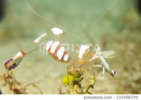 A super macro photo of a Holthuis cleaner shrimp, Ancylomenes holthuisi A super macro photo of a Holthuis cleaner shrimp, Ancylomenes holthuisi 133306739