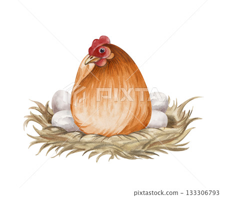 Brown hen hatching eggs on nest watercolor isolated illustration. Sitting poultry yard bird clip art for farm and countryside designs in natural colors. Realistic chicken mother for Easter holiday 133306793