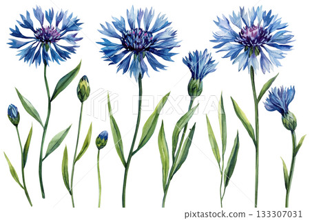 Watercolor blue cornflowers with green stems and leaves delicate wild meadow flowers illustration for botanical spring design 133307031