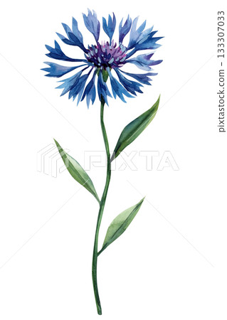 Watercolor blue cornflower with long green stem delicate wild meadow flower illustration for botanical natural design Watercolor blue cornflower with long green stem delicate wild meadow flower illustration for botanical natural design 133307033
