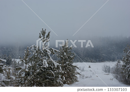 There are many coniferous trees in the winter Siberian forest. 133307103