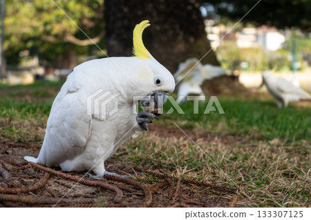 Sulphur-crested cockatoo foraging in a park in Manly, Sydney, Australia 133307125