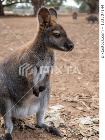 Wallaby standing on dry ground in Kangaroo Island, Australia Wallaby standing on dry ground in Kangaroo Island, Australia 133307144