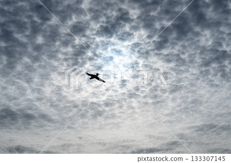 A pelican soaring through a cloudy sky on Kangaroo Island, Australia A pelican soaring through a cloudy sky on Kangaroo Island, Australia 133307145