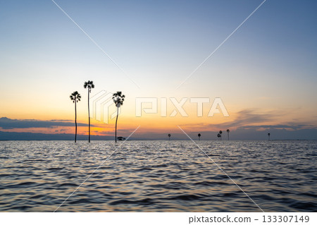 Borassus palms at sunset on Lake Tempe, Sulawesi, Indonesia 133307149
