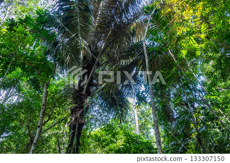 Lush tropical rainforest canopy in Tentena, Sulawesi, Indonesia Lush tropical rainforest canopy in Tentena, Sulawesi, Indonesia 133307150