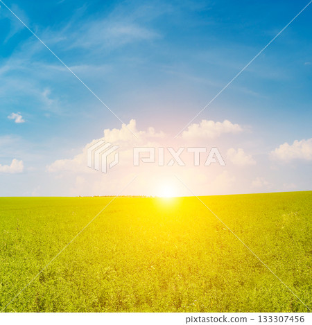 Fresh spring clover field and beautiful sunrise 133307456
