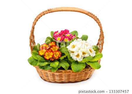 Wicker basket of primroses in orange pink and white, closeup floral composition for spring decor and gift presentation 133307457
