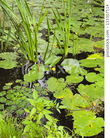 wetland edge discovery, fresh growth along muddy shore, riparian zone with emerging plant life 133307514