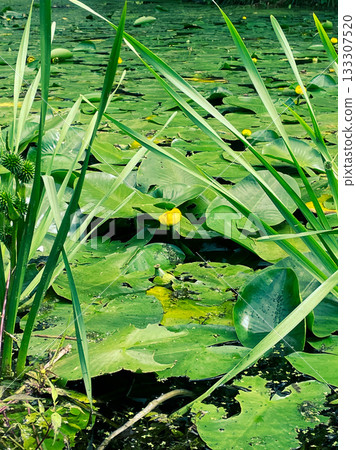 intimate view of blooming aquatic flora, sharp focus on blossom amidst lush aquatic vegetation intimate view of blooming aquatic flora, sharp focus on blossom amidst lush aquatic vegetation 133307520