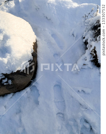 Footprints in fresh snow, leading through serene winter scene. Two large rocks frame snowy path, adding to natural beauty of cold setting. Crisp, white snow blankets ground, reflecting sunlight Footprints in fresh snow, leading through serene winter scene. Two large rocks frame snowy path, adding to natural beauty of cold setting. Crisp, white snow blankets ground, reflecting sunlight 133307532