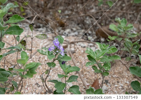 Purple flowers blooming in the spring field Purple flowers blooming in the spring field 133307549