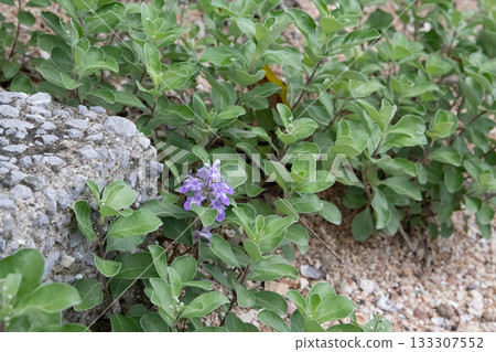 Purple hydrangea flowers are blooming in the hydrangea garden Purple hydrangea flowers are blooming in the hydrangea garden 133307552