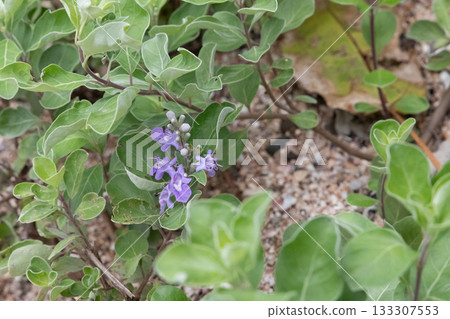 開花在春天領域的紫色花 開花在春天領域的紫色花 133307553