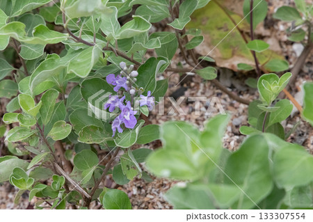 開花在春天領域的紫色花 開花在春天領域的紫色花 133307554