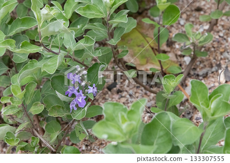 Purple flowers blooming in the spring field Purple flowers blooming in the spring field 133307555