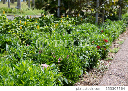 Flowers blooming on the roadside Flowers blooming on the roadside 133307564