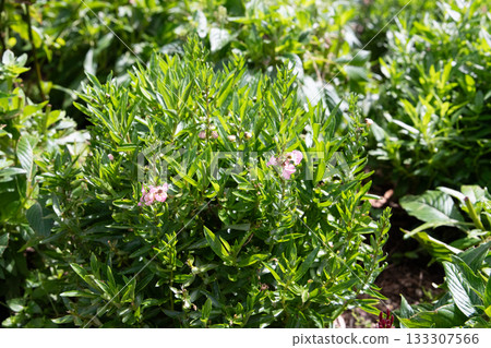 Hotokenoza blooming in a spring field Hotokenoza blooming in a spring field 133307566
