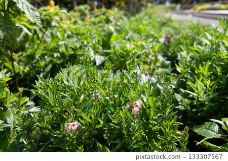 Purple and pink flowers starting to bloom in the Kojima Flower Association flower garden Purple and pink flowers starting to bloom in the Kojima Flower Association flower garden 133307567