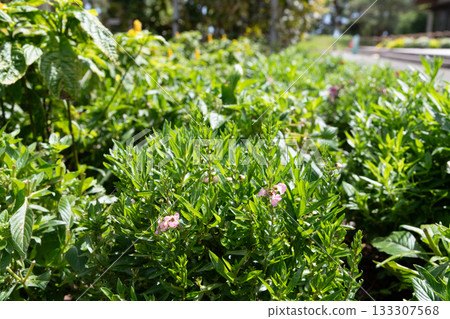 Pink flowers blooming in spring flowerbed 133307568