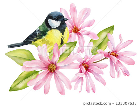 Titmouse bird. Watercolor songbird pink magnolia blossoms green leaves elegant spring botanical illustration for floral design Titmouse bird. Watercolor songbird pink magnolia blossoms green leaves elegant spring botanical illustration for floral design 133307635