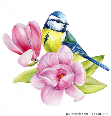 Blue tit, Watercolor bird with pink magnolia blossoms and green leaves elegant spring botanical floral illustration for design 133307637