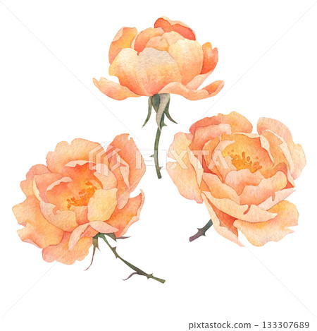 Set of three watercolor orange roses. Watercolor illustration hand drawn and isolated on a white background. Ideal for decorating greeting cards, wedding invitations, polygraphy, textile, tableware Set of three watercolor orange roses. Watercolor illustration hand drawn and isolated on a white background. Ideal for decorating greeting cards, wedding invitations, polygraphy, textile, tableware 133307689