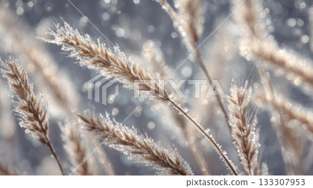 Close-up frosty wheat stems sparkling with ice crystals in soft winter light 133307953