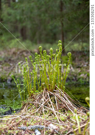 ferns with brown tips and green leaves. Ferns grow in field on hill. forest vegetation. ferns with brown tips and green leaves. Ferns grow in field on hill. forest vegetation. 133308291