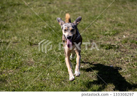cheerful spotted Dog runs across field against blue sky background. dog is wearing collar. cheerful spotted Dog runs across field against blue sky background. dog is wearing collar. 133308297