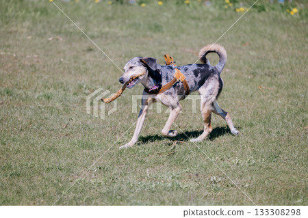 carefree spotted dog runs around green field in park and nibbles on stick. greyhound on walk. carefree spotted dog runs around green field in park and nibbles on stick. greyhound on walk. 133308298