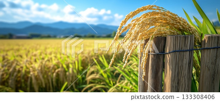 Golden Rice Stalks Against a Blue Sky With Clouds and Mountains in the Background During Daytime. Golden Rice Stalks Against a Blue Sky With Clouds and Mountains in the Background During Daytime. 133308406