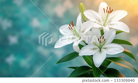 White amaryllis flowers arranged in a line on a soft blue background. 133309840