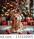 Cute Golden Retriever dog lying with reindeer antlers, surrounded by red Christmas balls, tree lights and holiday boxes in cozy festive background 133310005